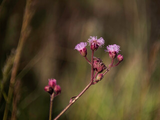 Fototapeta premium Flor 02
