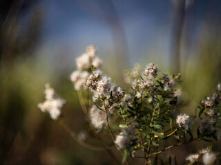 Flor 01
