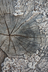 textured close up of fungi on a tree stump
