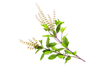 Holy basil isolated on white background. Holy basil leaf are useful herbs and food ingredient has a spicy flavor.  