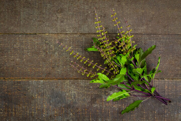 Holy basil on rustic wooden background. Holy basil leaf are useful herbs and food ingredient has a spicy flavor.  
