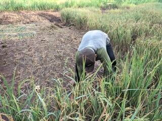 person working in the grass