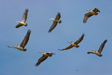Flock of pelicans flying in the sky