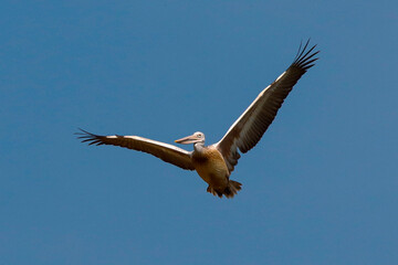 In the sky a pelican is flying