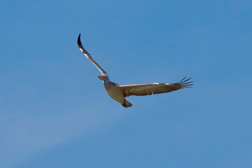 In the sky a pelican is flying