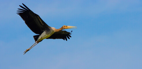 Greater Adjutant(Leptoptilos dubius) in the zoo