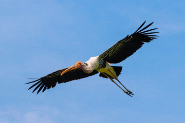 Greater Adjutant(Leptoptilos dubius) in the zoo
