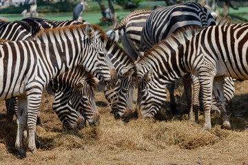 Fototapeta na wymiar A herd of zebras is grazing in the zoo.