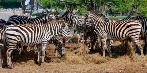 Fototapeta na wymiar A herd of zebras is grazing in the zoo.