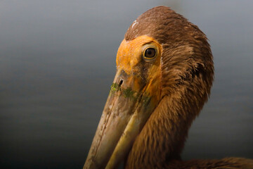 Greater Adjutant(Leptoptilos dubius) in the zoo