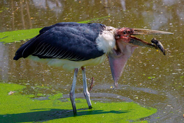 Greater Adjutant(Leptoptilos dubius) in the zoo