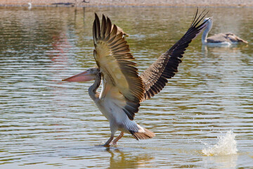 A pelican is looking for fish for food.
