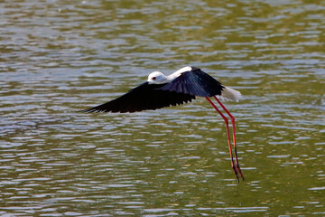 winged stilt in the zoo for food
