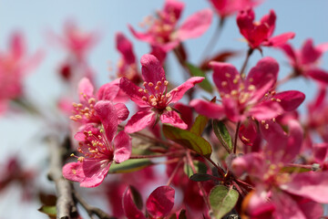 the cherry blossoms are in full bloom against a blue sky background with selective focus