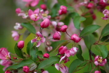 Fruit tree blossoms. Spring beginning background. Selective focus and shallow depth of field