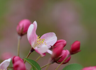 Fototapeta na wymiar Pink petals and pink buds of a fruit tree blossoms in spring