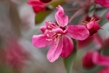 Close-up of cherry blossoms stamens and pistils with selective focus, 