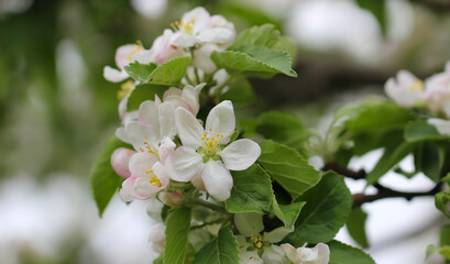 Beautiful nature spring background with a branch of blooming apple flowers, selective focus
