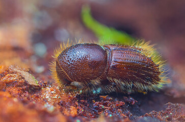 The European spruce bark beetle - Ips typographus - obrazy, fototapety, plakaty