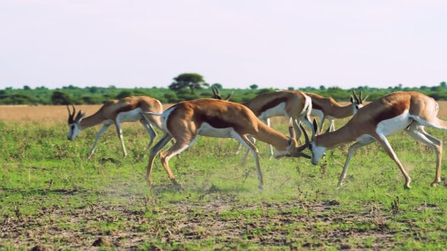 Two Male Springboks Headbutting And Locking Horns In A Fight At Central Kalahari Game Reserve In Botswana, Africa. - static