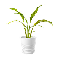 Green houseplant in a pot isolated on white background.