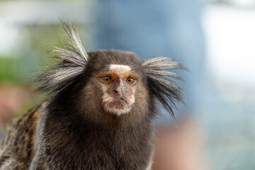Brazilian titi monkey Callithrix jacchus natural of Rio de Janeiro, Brazil. Common marmoset Sagui monkey in Urca hill