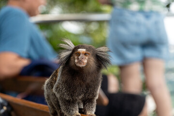 Brazilian titi monkey Callithrix jacchus natural of Rio de Janeiro, Brazil. Common marmoset Sagui...