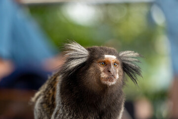 Brazilian titi monkey Callithrix jacchus natural of Rio de Janeiro, Brazil. Common marmoset Sagui monkey in Urca hill