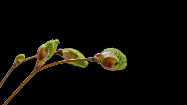 Hornbeam green leaves sprouts growth timelapse. Carpinus betulus plant twig on isolated black background spring time lapse. Accelerated buds opening on branches