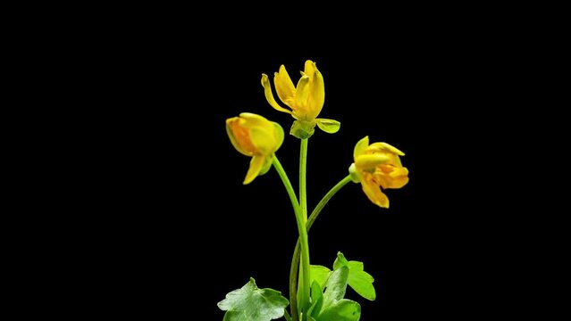Ranunculus acris yellow flowers opening spring timelapse. Accelerated Time-lapse of fresh flowering plant blossoming meadow buttercup,&nbsp;paigle closeup. Blooming spring backdrop