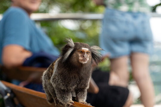 Brazilian titi monkey Callithrix jacchus natural of Rio de Janeiro, Brazil. Common marmoset Sagui monkey in Urca hill