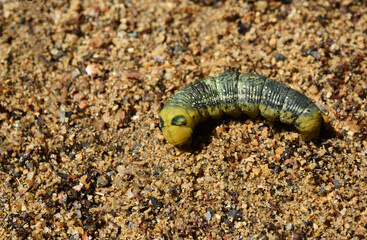 yellow moth caterpillar on the sand ground . 