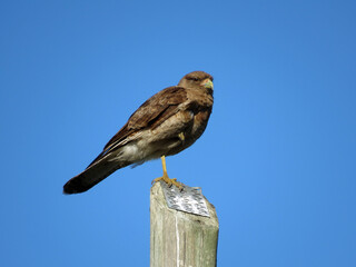 Aguilucho