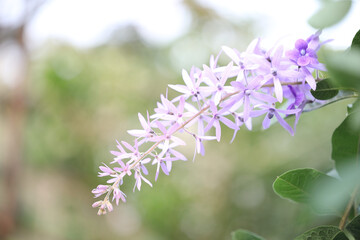 Delicate Sandpaper Vine Purple Wreath flower