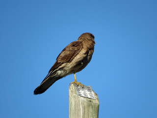 Aguilucho