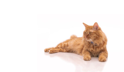 Naklejka premium Ginger cat sitting on on a white tiled floor with blur white background for texture and copy space