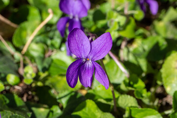 Fleur violette, viola odorata, plante vivace, médicinale et comestible, appartient à la famille des violacées