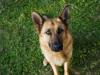 german shepherd dog