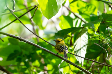 Small Yellow-breasted Flycatcher bird, Tolmomyias flaviventris, looking back at camera perched in dense forest.