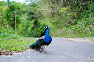 Fototapeta premium Peacock, Pavo cristatus, poses in the roadway surrounded by forest in Trinidad and Tobago.