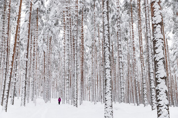 Randonneur qui se promène dans une forêt enneigée en Finlande. 