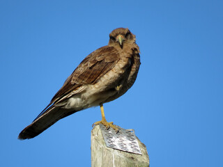 Aguilucho