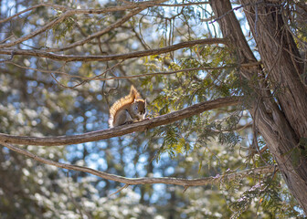 squirrel on tree