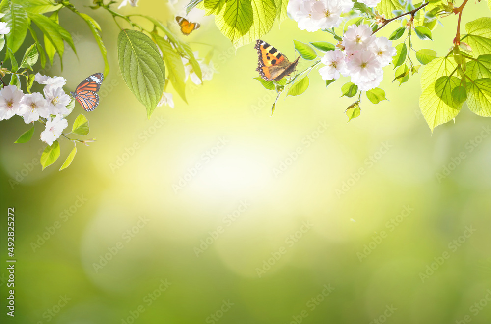 Poster fresh natural green spring background with border of blossoming sakura branches and fluttering butte