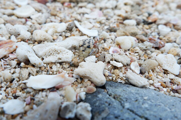 A sea snail among the coral rocks
