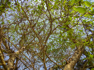 Tree web or treetop of branches with green leaves on the upside