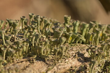 Towers of lichen on a tree stump
