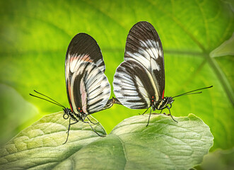 Mating Heliconius