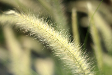 Obraz premium Reeds in the summer