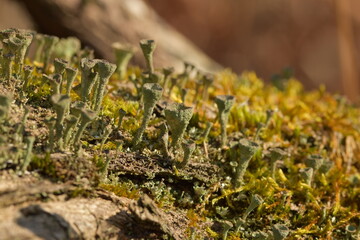 Lichen towers amongst the moss